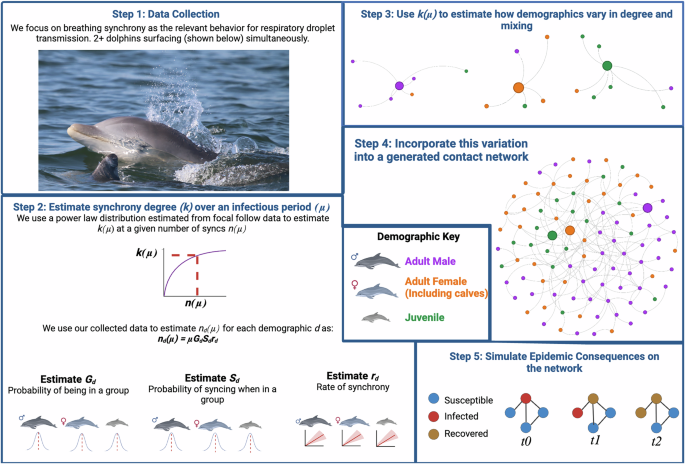 Breathing synchrony shapes respiratory disease risk in bottlenose dolphins