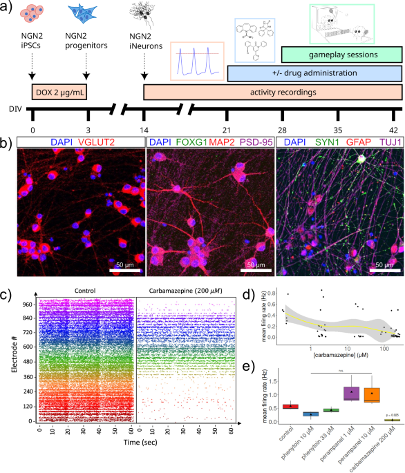 Drug treatment alters performance in a neural microphysiological system of information processing