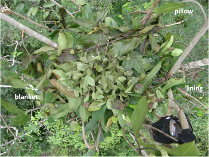 Observational social learning of “know-how” and “know-what” in wild orangutans: evidence from nest-building skill acquisition