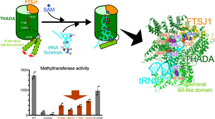 Structural insights into tRNA recognition of the human FTSJ1-THADA complex