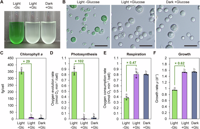 Costs of photosynthesis and cellular remodeling in trophic transitions of the unicellular red alga Galdieria partita