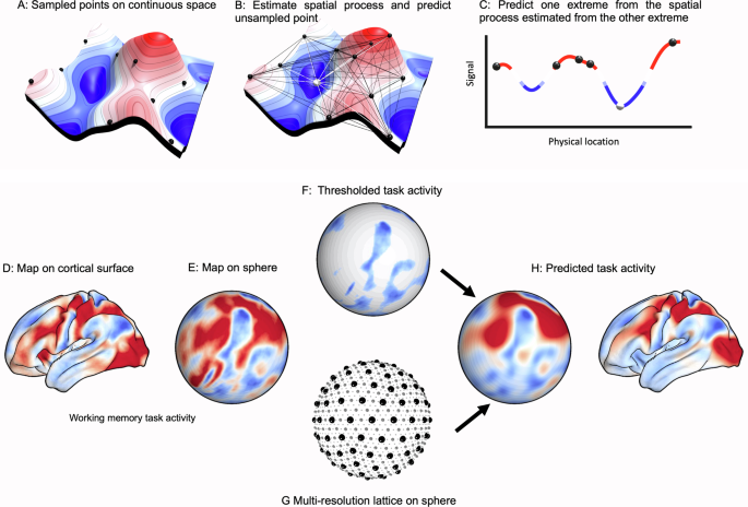 The spatial layout of antagonistic brain regions is explicable based on geometric principles