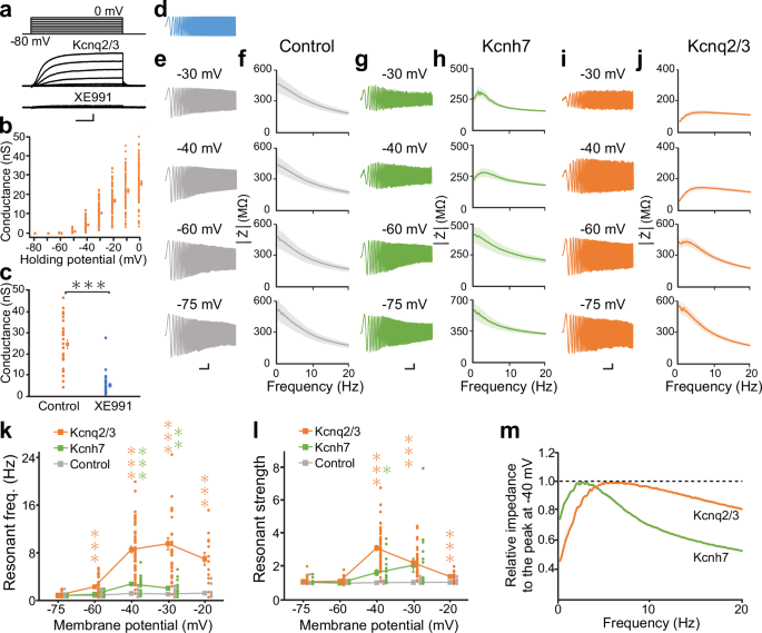 Kcnq (Kv7) channels exhibit frequency-dependent responses via partial inductor-like gating dynamics