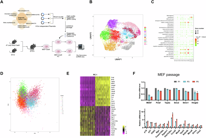 MRG15 alternative splicing regulates CDK1 transcriptional activity in mouse cell senescence and myocardial regeneration