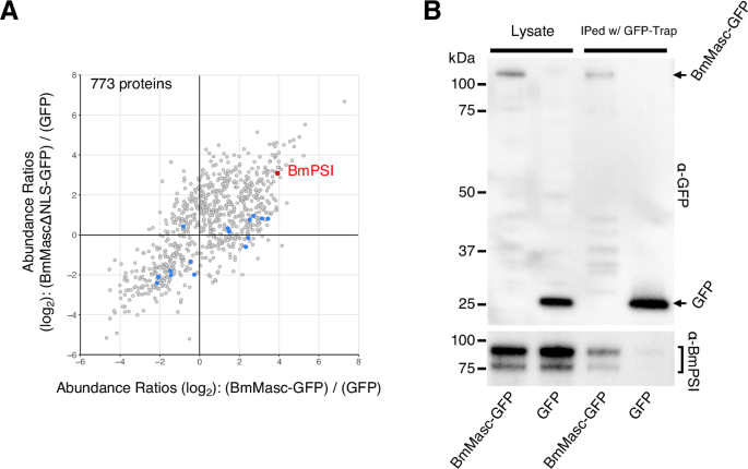 The Masc–PSI complex directly induces male-type doublesex splicing in silkworms