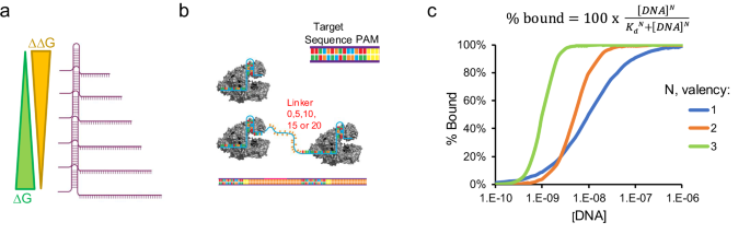 Profiling crRNA architectures for enhanced Cas12 biosensing