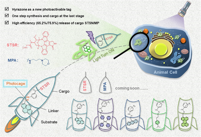 Hydrazone-based photocages for precise sub-organelle visualization and drug release