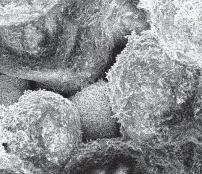 Janus-like magnetic particles for spin-controlled biological research
