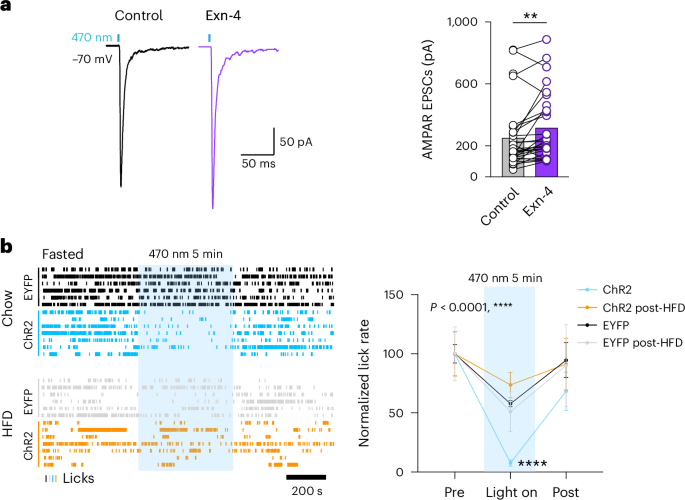 GLP-1-mediated synaptic plasticity in feeding regulation is modulated by energy state