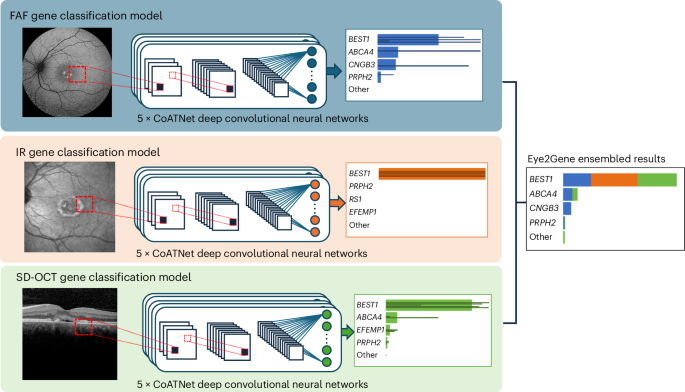 Next-generation phenotyping of inherited retinal diseases from multimodal imaging with Eye2Gene