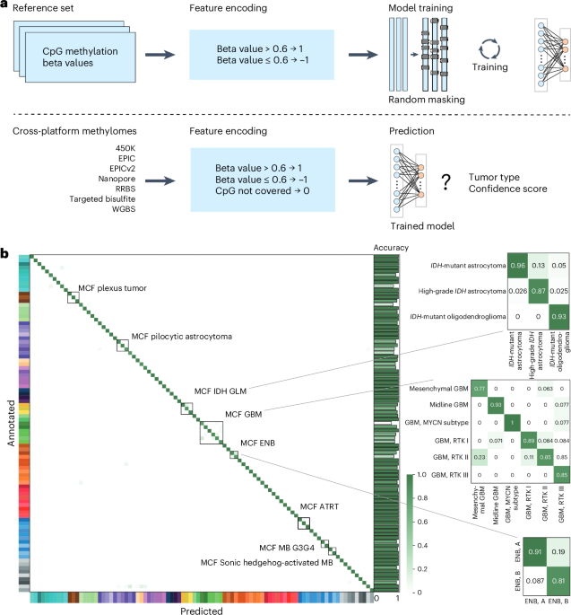 crossNN is an explainable framework for cross-platform DNA methylation-based classification of tumors