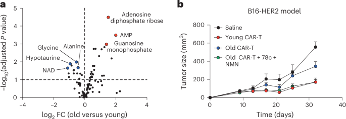 Aging alters the response to CAR T cell therapy