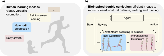 Bioinspired morphology and task curricula for learning locomotion in bipedal muscle-actuated systems
