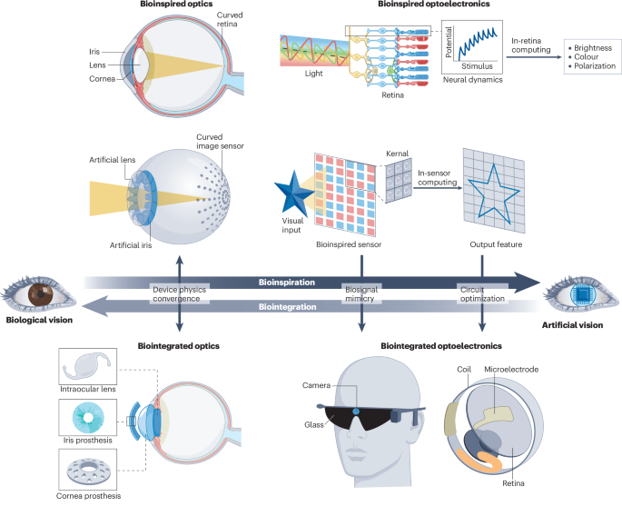 Bioinspired and biointegrated vision for artificial sight convergence