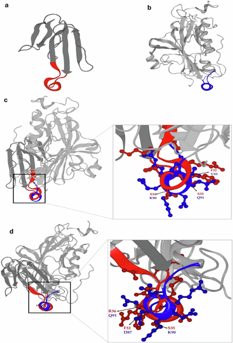 HSV1 glycoprotein D utilizes an LY6-like binding domain to inhibit alpha7 nicotinic receptors
