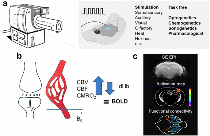 Advanced preclinical functional magnetic resonance imaging of the brain