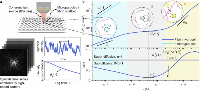 Speckle fluctuations reveal dynamics of microparticles in fibrin scaffolds in a model of bacterial infection