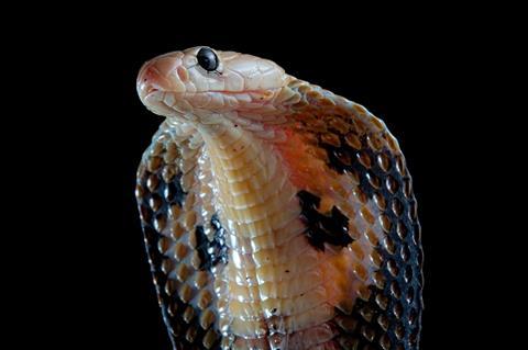 Sinister snakebites | Opinion | Chemistry World
