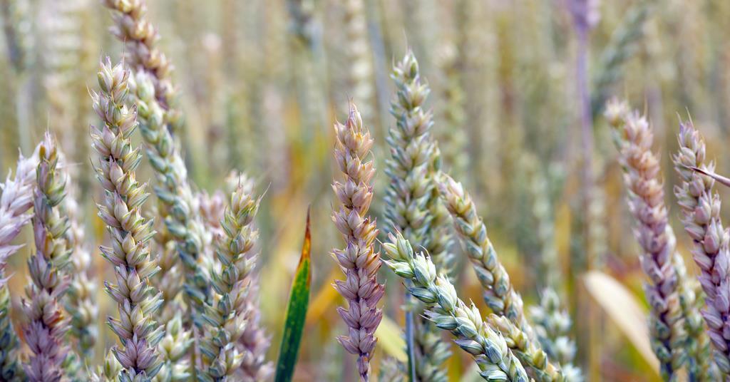 Chinese researchers charged with smuggling plant pathogen into the US | News