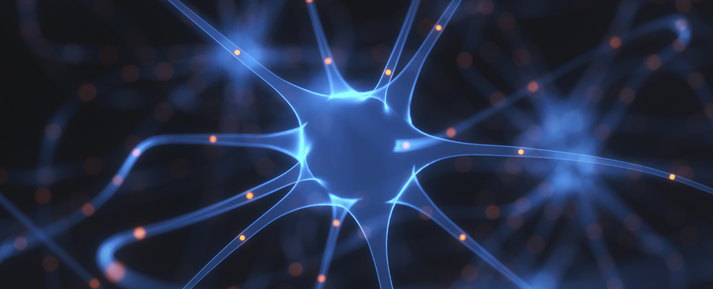 Brain Cell Discovery Could Change Weight-Loss Drugs : ScienceAlert