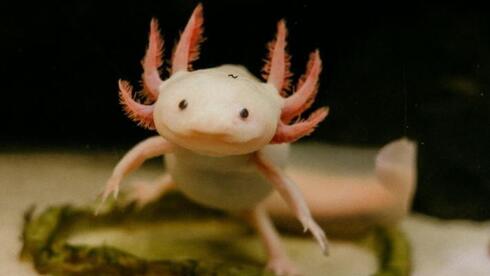 Forever young? The amphibian that halts the biological clock