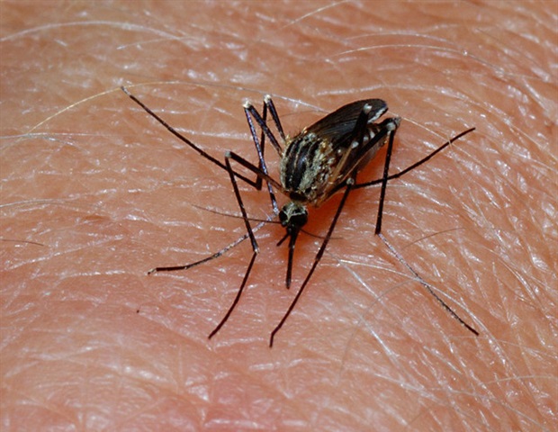Australian researchers uncover new target for next-generation malaria vaccines