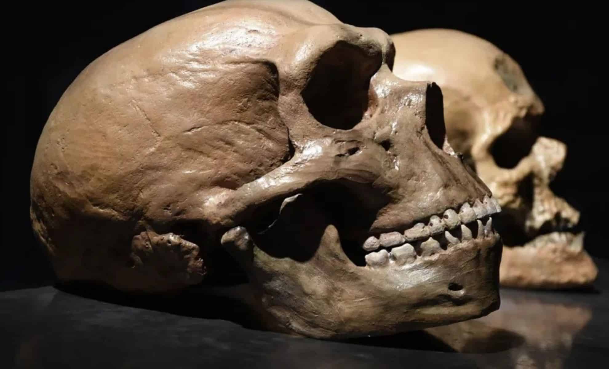New Discovery Reveals Hidden Place Where Homo Sapiens and Neanderthals First Met – A Key Moment in Human Evolution