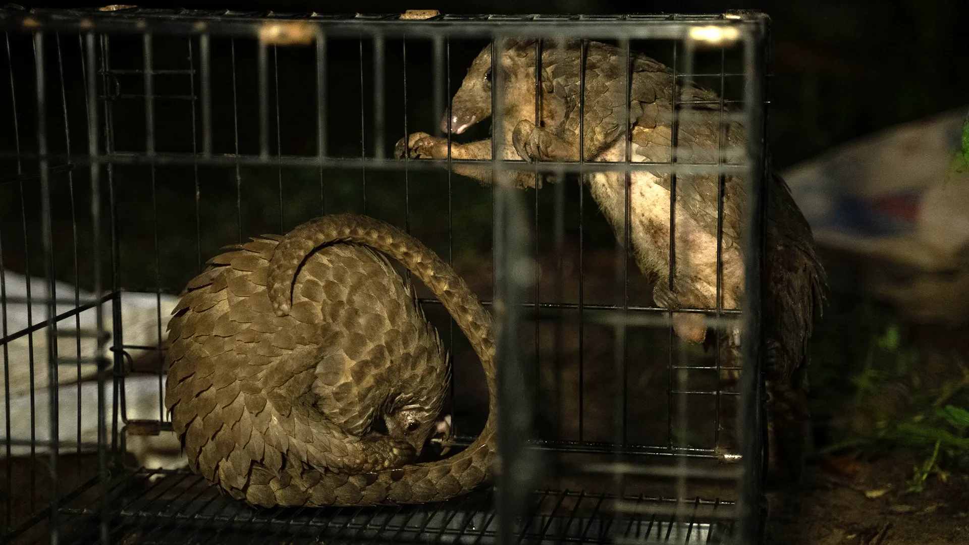 Africa’s pangolin crisis: The delicacy that’s driving a species to the brink