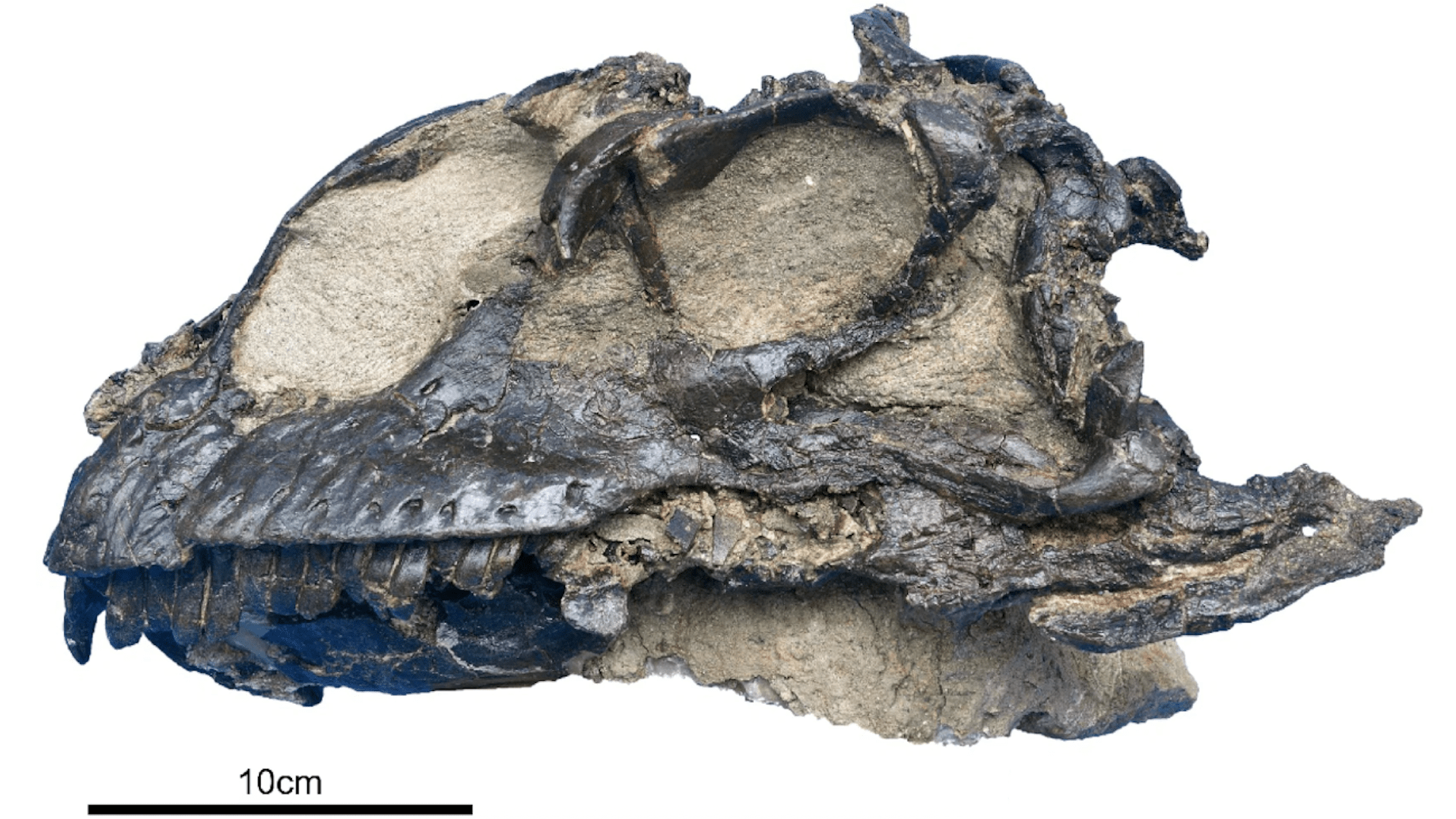 Well-preserved dinosaur skull belongs to new sauropod species