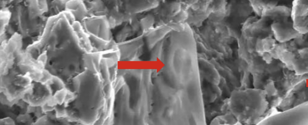 Scientists Found Cancer in a Dinosaur – And It Might Help Save Human Lives : ScienceAlert