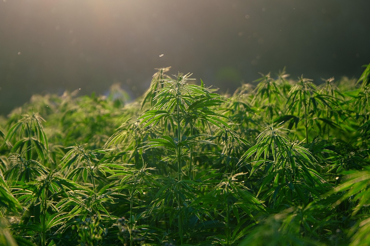 Older Adults Increasingly Turning to Marijuana, Especially in Legal States