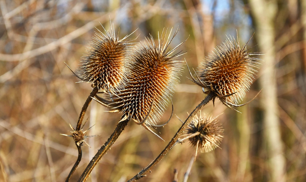 Water-Seeking Plant Roots Defy Gravity in a Drought