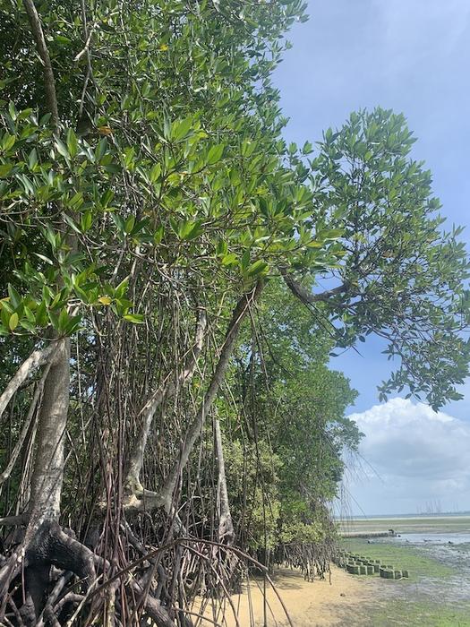 Climate Patterns Trigger Global Changes in Mangrove Ecosystems