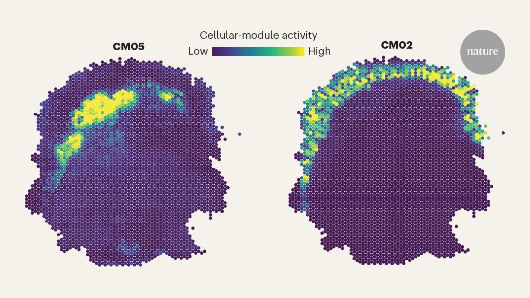 Various cell types in tissues cooperate in networks that are disrupted in disease