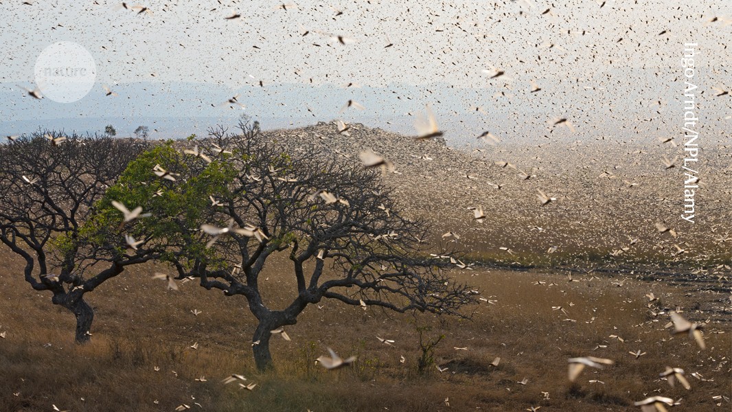 Plagues of locusts could be avoided by using compounds that suppress swarming