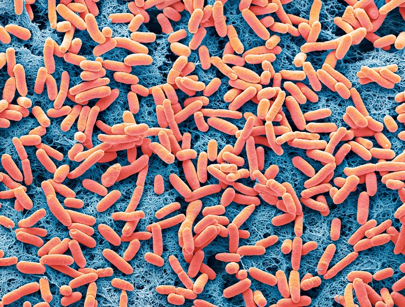 Microbes convert plastic waste into paracetamol