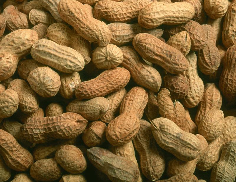 Germline-encoded recognition of peanut underlies development of convergent antibodies in humans | Science Translational Medicine