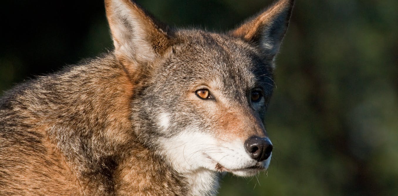 Beyond de-extinction and dire wolves, gene editing can help today’s endangered species