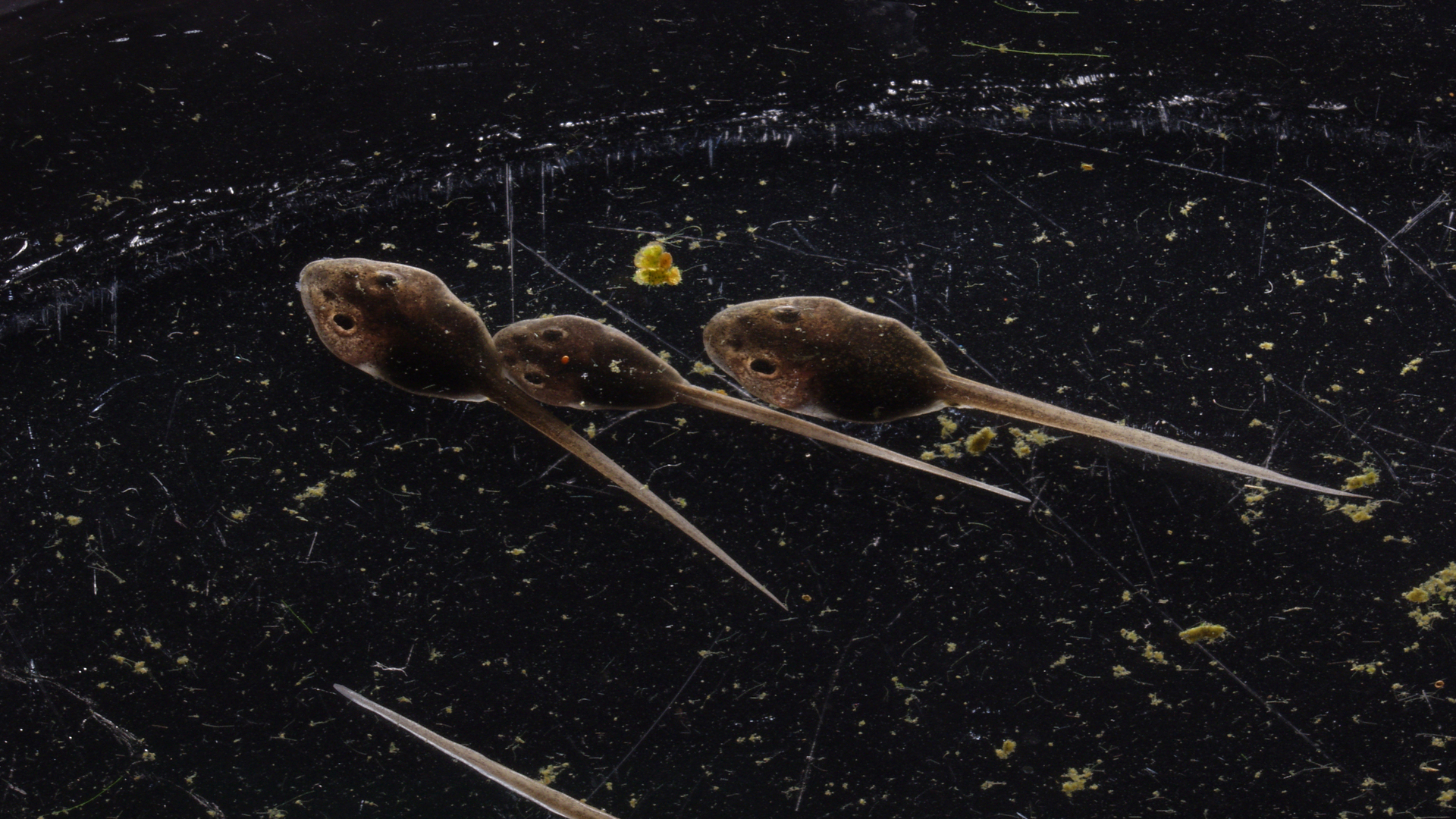 Tofu-like brain implant lets scientists track cyborg tadpole growth