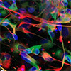 A safer formula for designing artificial cell environments