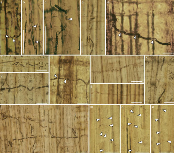 160-Million-Year-Old Blue-Stain Fungus Fossils Found in China
