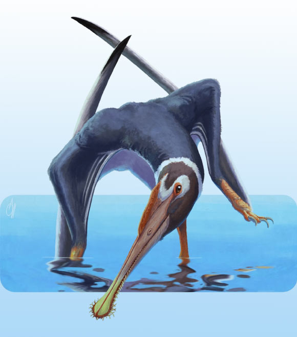 New Pterosaur Species Unearthed in Germany