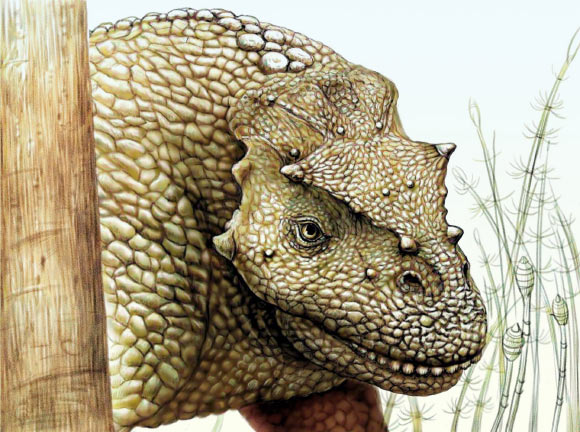 New Species of Permian Herbivorous Tetrapod Identified in China