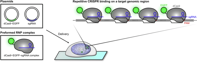 Unveiling the invisible genomic dynamics