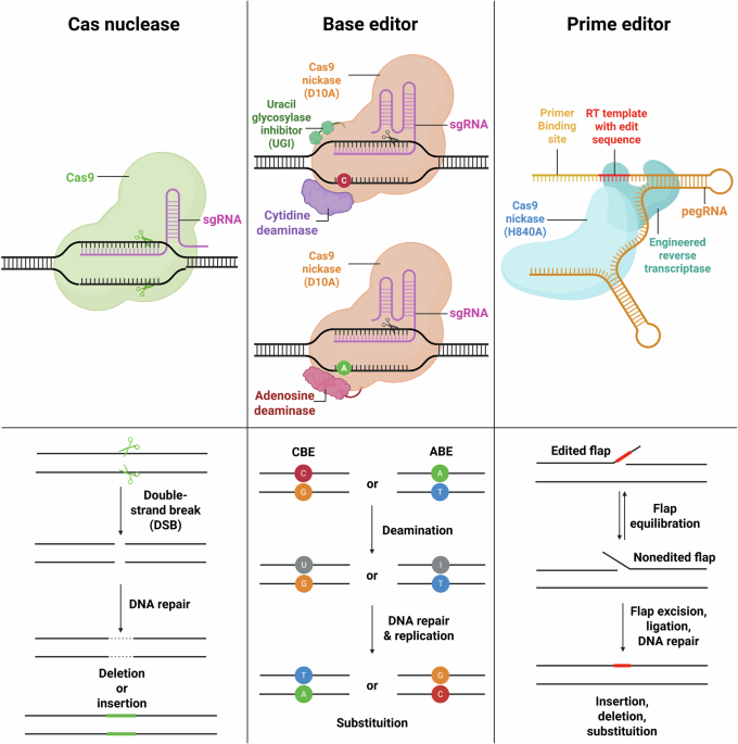 Revolutionizing CRISPR technology with artificial intelligence