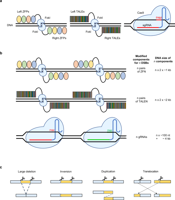 Applications of multiplexed CRISPR–Cas for genome engineering
