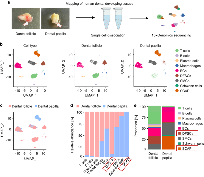 Single-cell transcriptomics identifies PDGFRA+ progenitors orchestrating angiogenesis and periodontal tissue regeneration