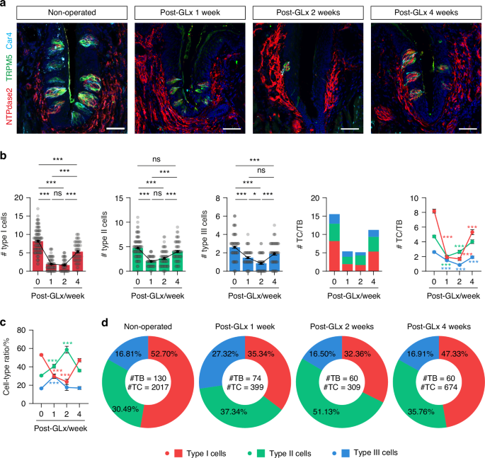 c-Kit signaling confers damage-resistance to sweet taste cells upon nerve injury