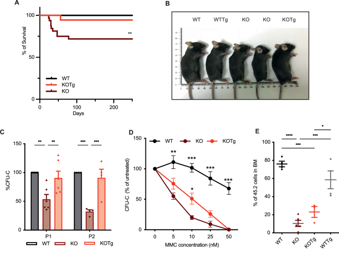 MDM4 overexpression alleviates developmental and hematopoietic defects in Fancg deficient mice