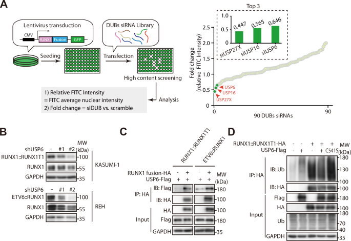 Deubiquitinase USP6 stabilizes oncogenic RUNX1 fusion proteins to promote the leukemic potential and malignant progression
